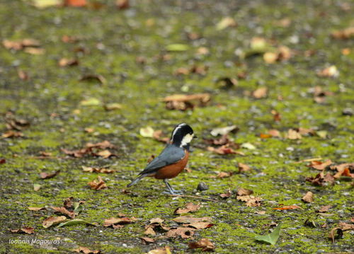 Chestnut-bellied Tit (Sittiparus castaneoventris), photo 9