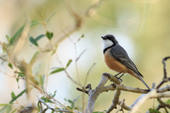 Rufous Whistler photo 2