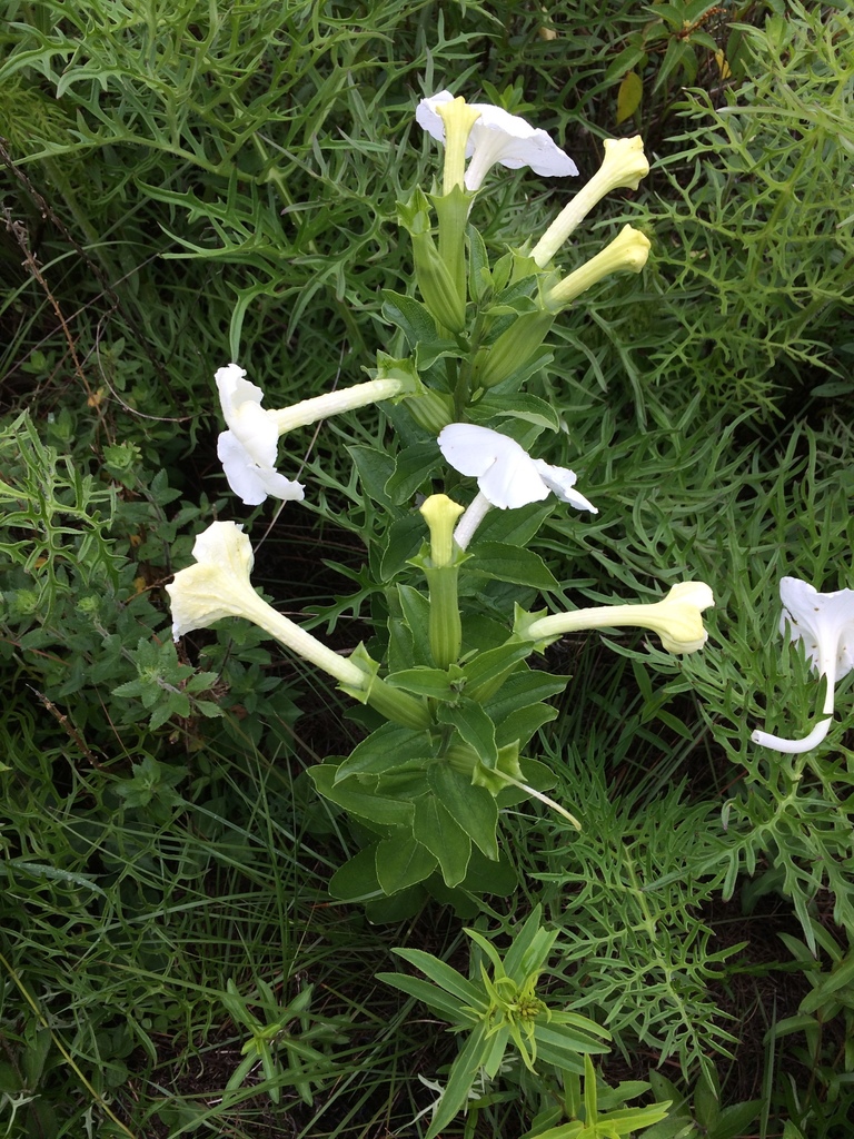 Escobedia crassipes