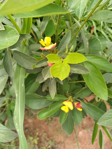 Foto de Guandu
