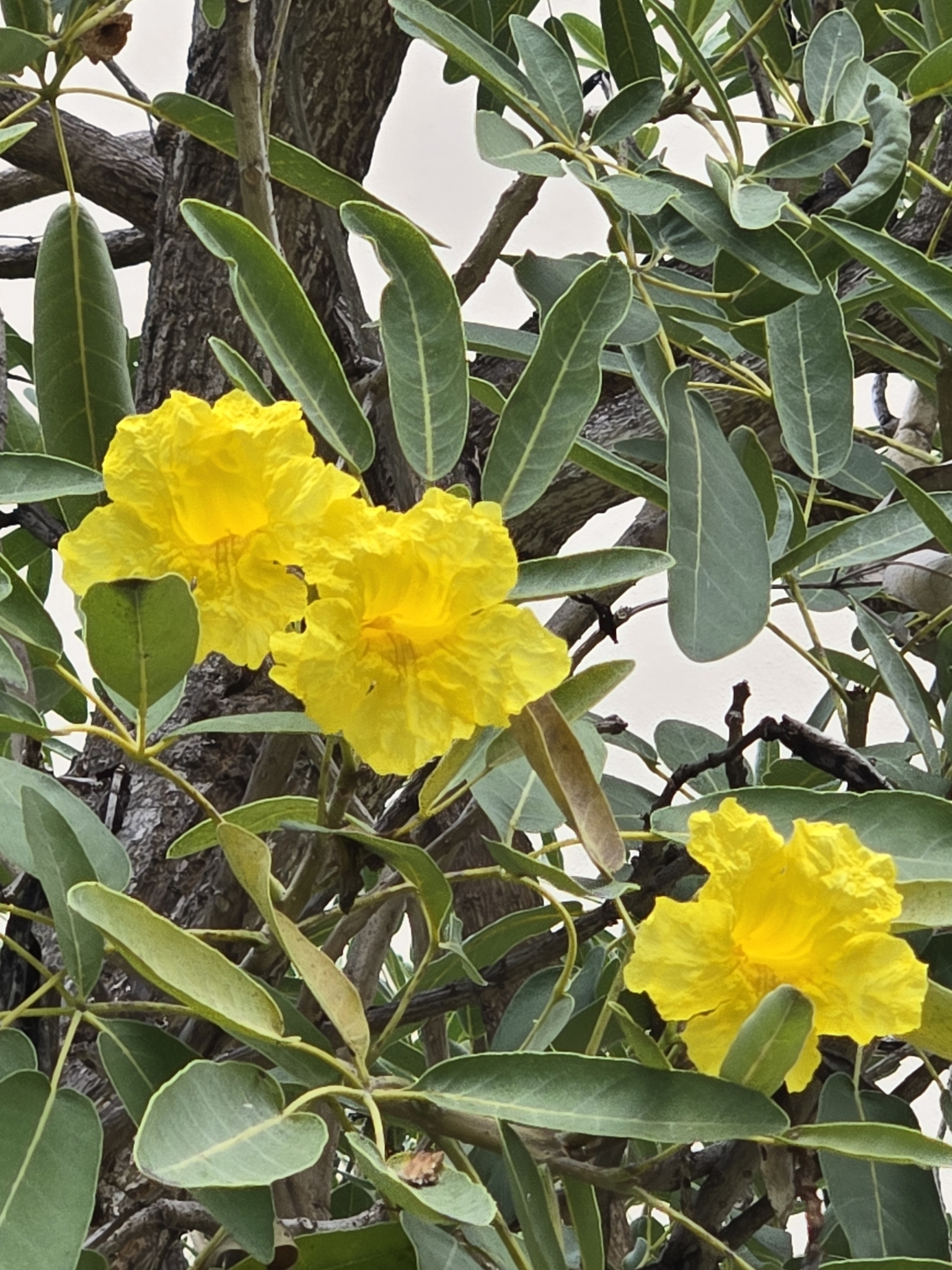 Imagem de Ipê-amarelo