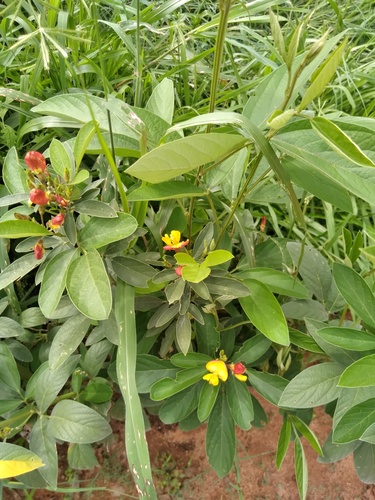 Foto de Guandu