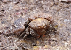 Fultodromia nodipes