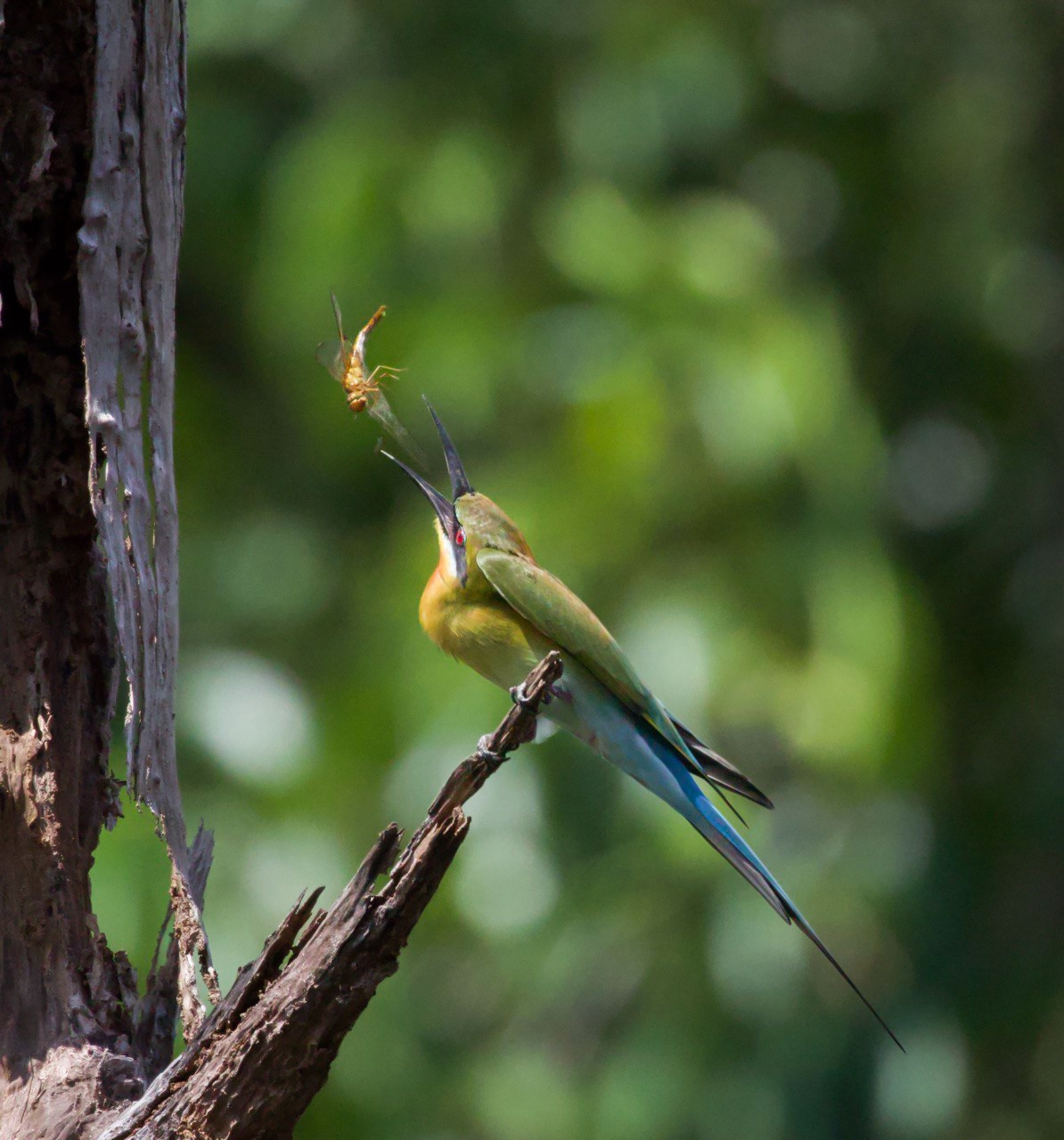 Blue-tailed Bee-eater (Merops philippinus)