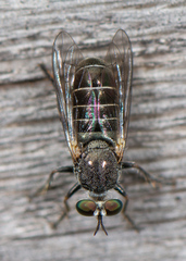 Atomosia melanopogon