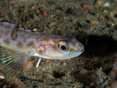 Spotted Snake Blenny photo 2
