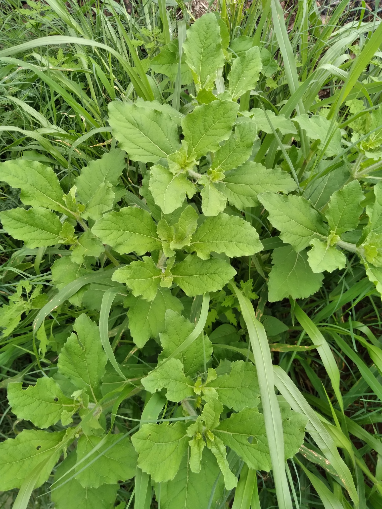Imagem de Carrapicho-de-carneiro