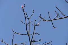 Bombax insigne, photograph (c) Dinesh Valke, some rights reserved (CC BY-SA)