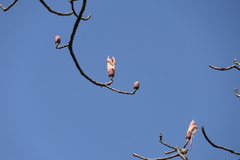 Bombax insigne, photograph (c) Dinesh Valke, some rights reserved (CC BY-SA)