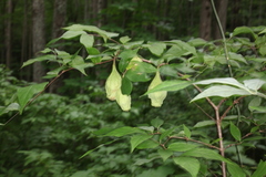 Calycanthus floridus glaucus
