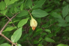 Calycanthus floridus glaucus