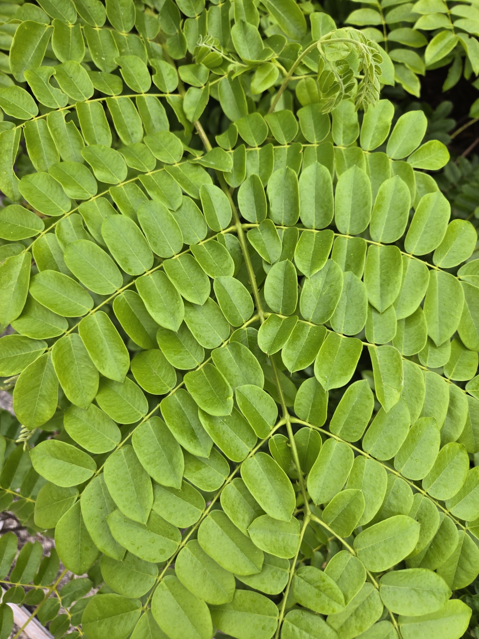 Imagem de Mucunã-de-caroço