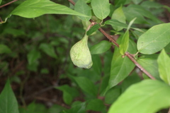 Calycanthus floridus glaucus