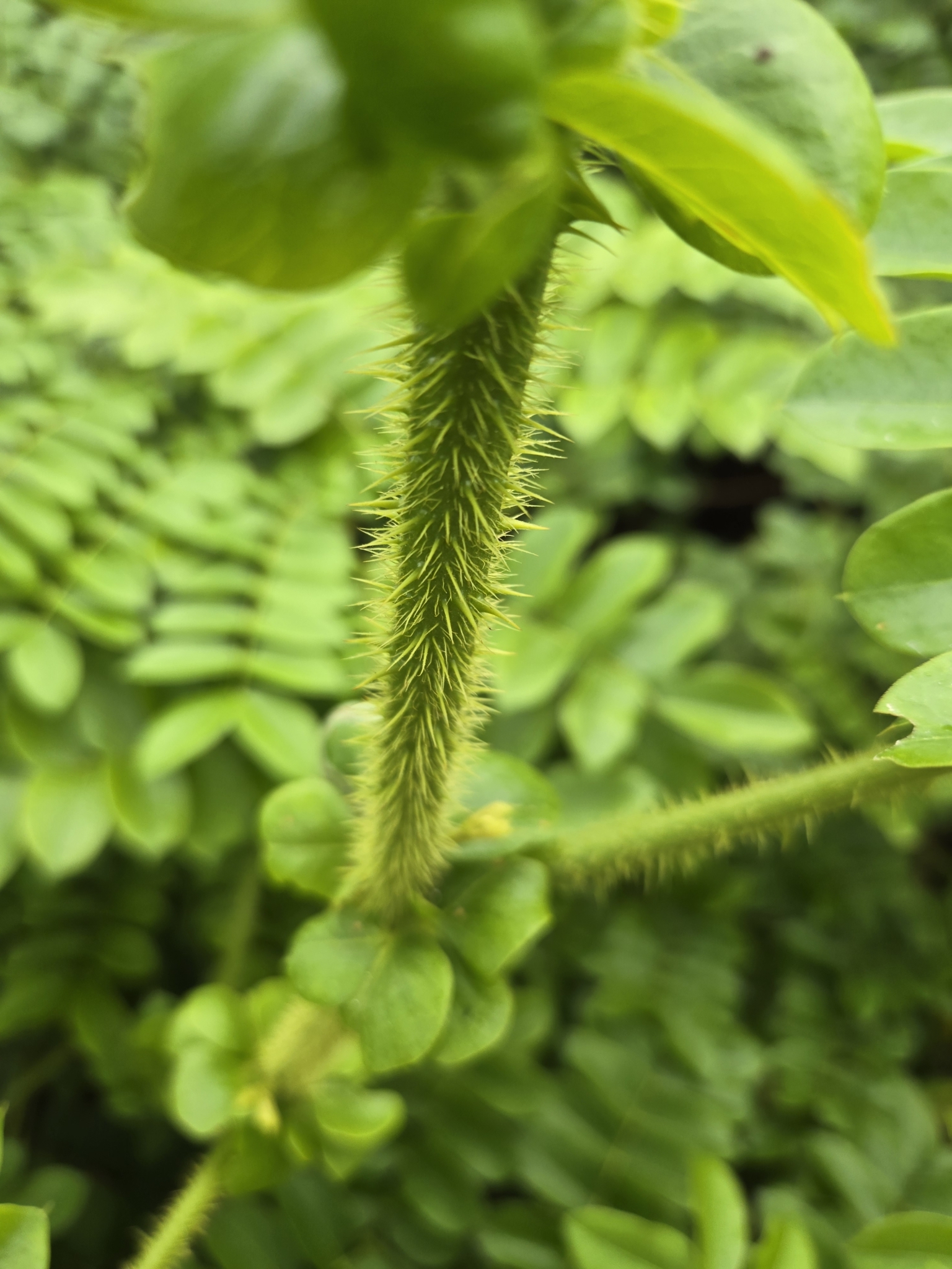 Imagem de Mucunã-de-caroço