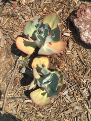 Gibbiflorae