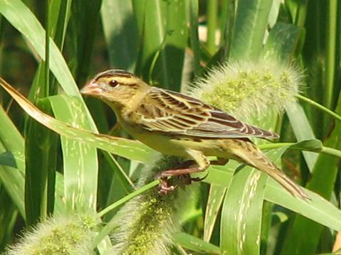 Bobolink