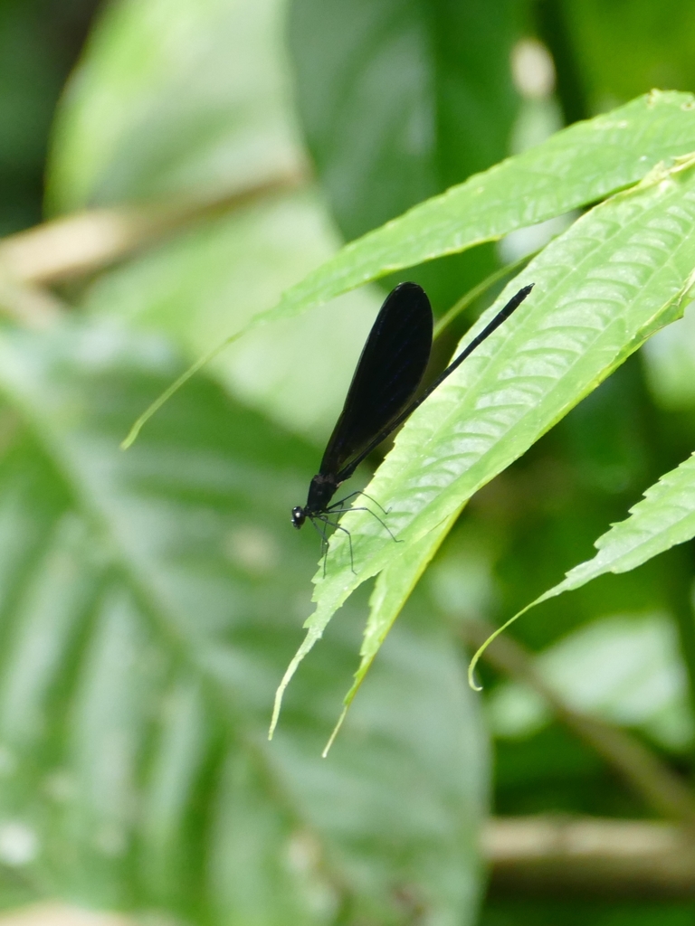 Vestalis lugens (Vestalis lugens)