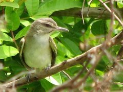 Vireo altiloquus
