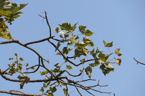 Erythrina stricta (Erythrina stricta)