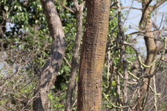 (c) Dinesh Valke, some rights reserved (CC BY-SA) Erythrina stricta, photograph (c) Dinesh Valke, some rights reserved (CC BY-SA)