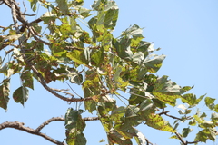 (c) Dinesh Valke, some rights reserved (CC BY-SA) Erythrina stricta, photograph (c) Dinesh Valke, some rights reserved (CC BY-SA)