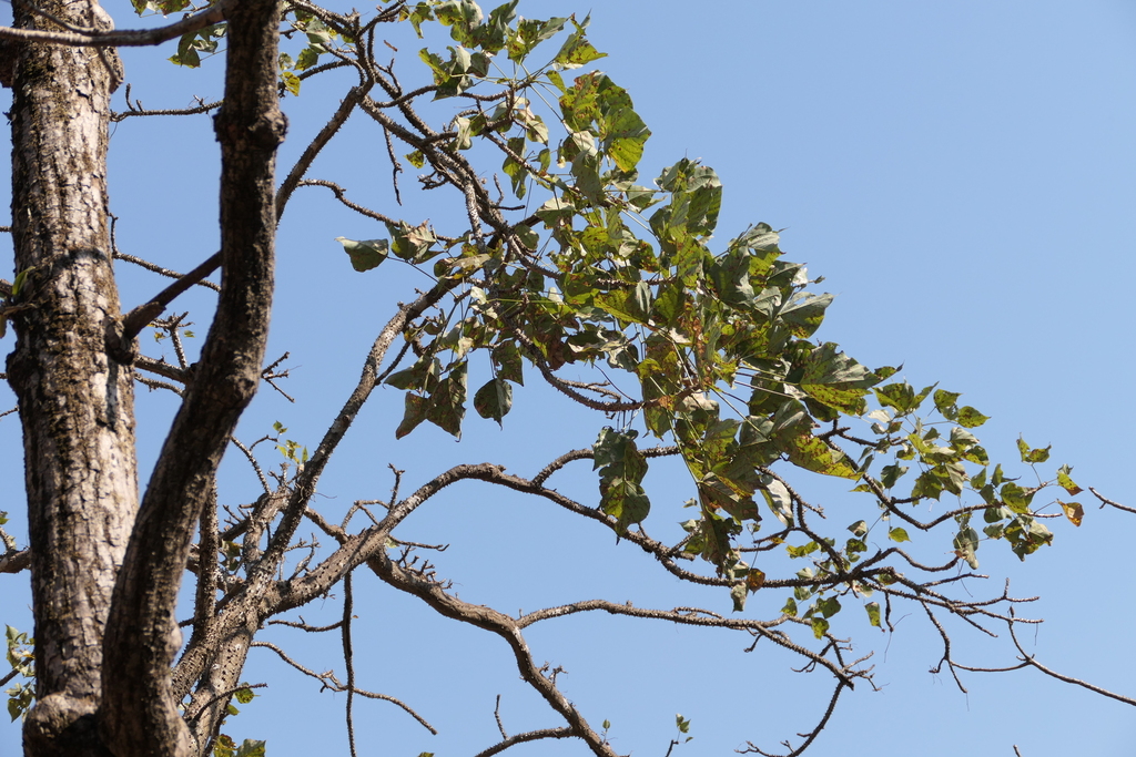 Erythrina stricta; photograph (c) Dinesh Valke, some rights reserved (CC BY-SA)