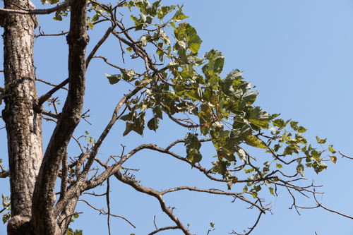 Erythrina stricta