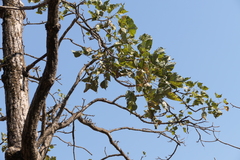 Erythrina stricta