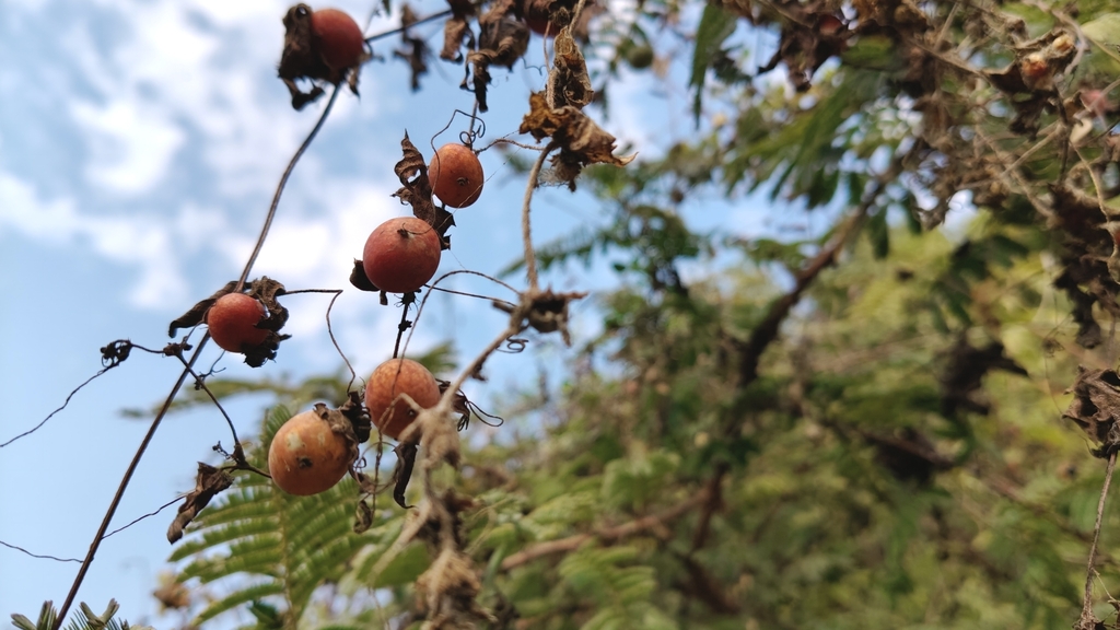 Foto de Melancia-do-campo