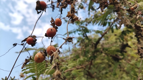 Melancia-do-campo