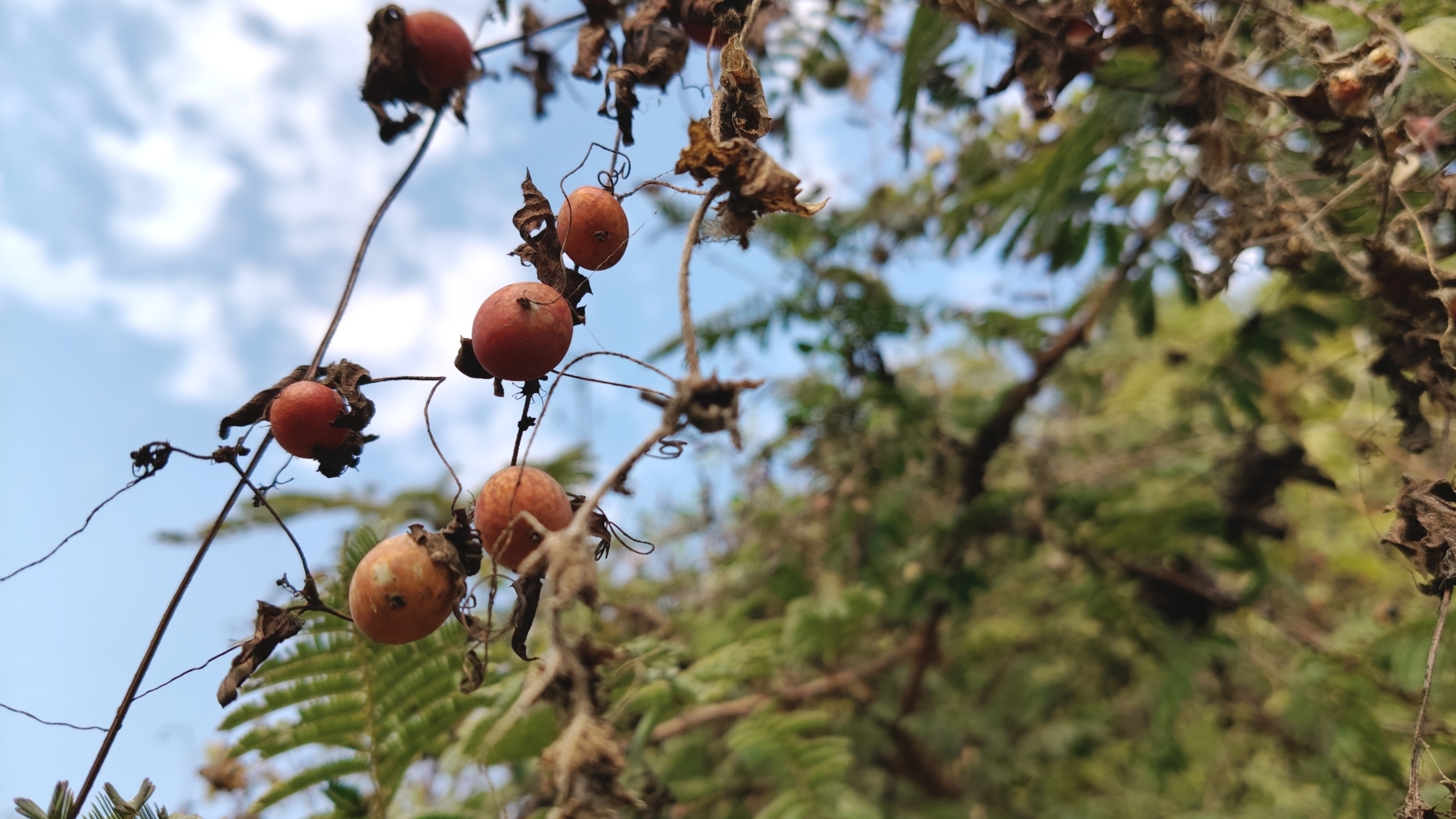 Imagem de Melancia-do-campo