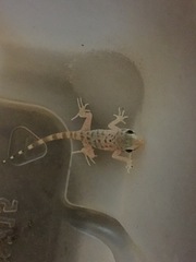 Cyrtopodion scabrum