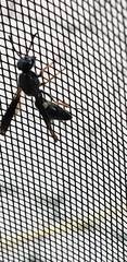 Ancistrocerus unifasciatus
