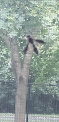 Ancistrocerus unifasciatus