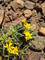 Pectis angustifolia angustifolia