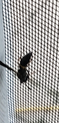 Ancistrocerus unifasciatus