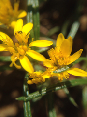 Pectis angustifolia angustifolia