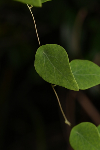 Cyclea hypoglauca observed 2025-01-06