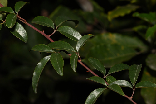 Foto de Rosa-do-campo