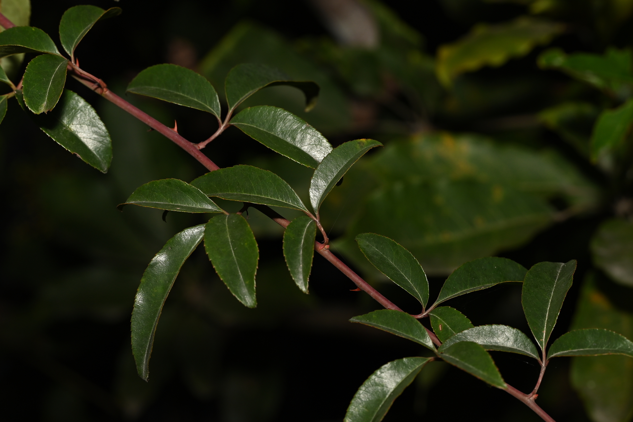 Imagem de Rosa-do-campo