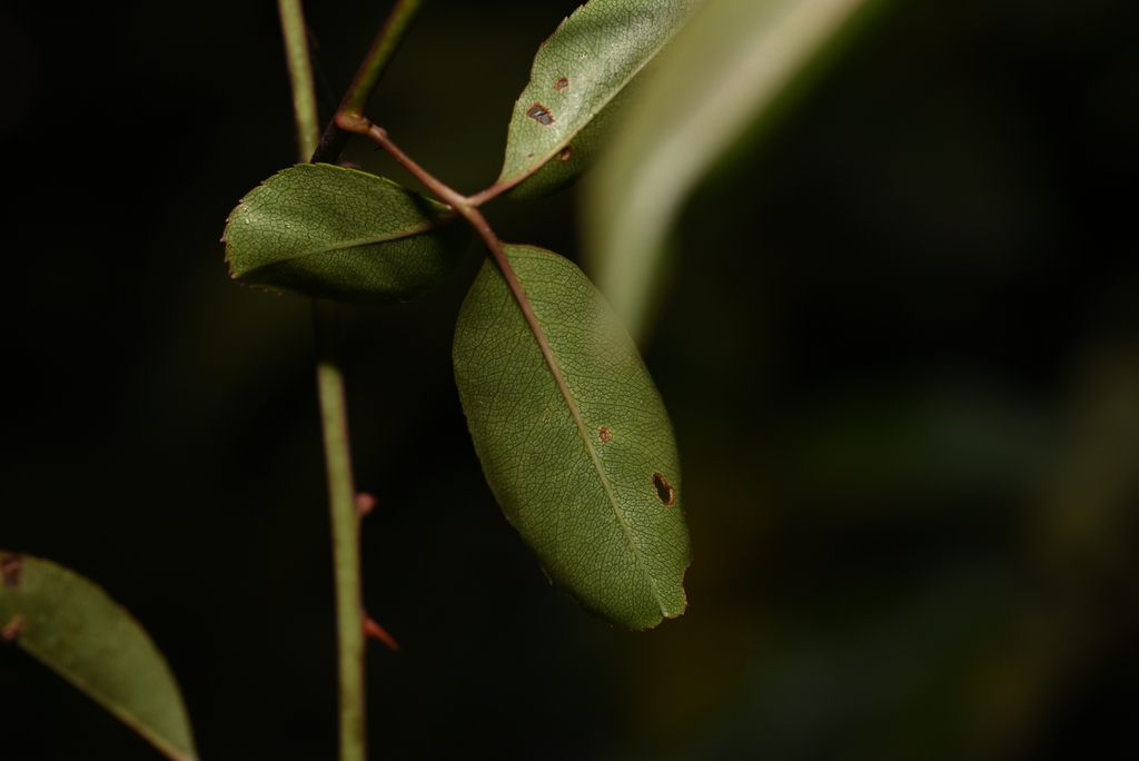 Foto de Rosa-do-campo