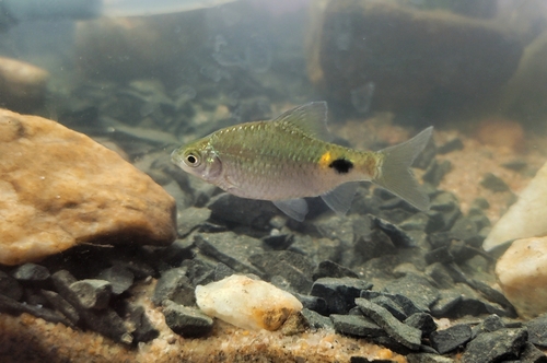 Onespot barb (Puntius terio) — Cyprinidae — 4