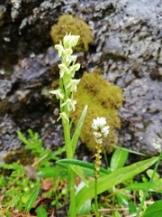 Platanthera hyperborea