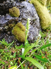 Platanthera hyperborea