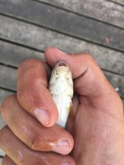 Catostomus commersonii