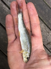 Catostomus commersonii