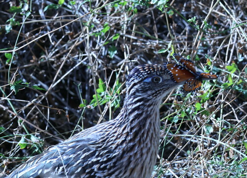 Queen, Mission Garden, 946 W Mission Ln, Tucson, AZ 85745, USA, photo 7 of 10