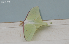 Actias