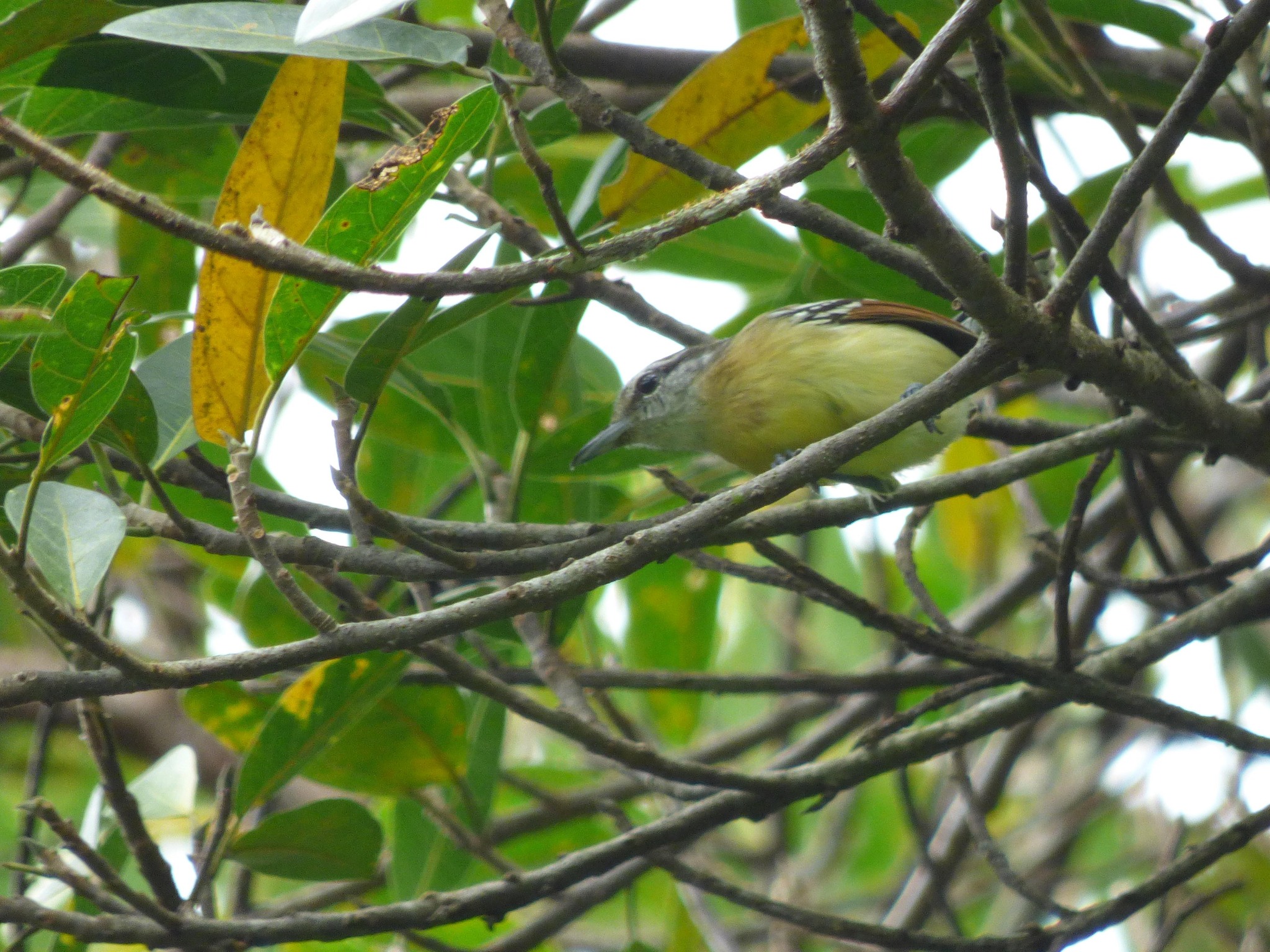 Rusty-winged Antwren (Herpsilochmus frater)