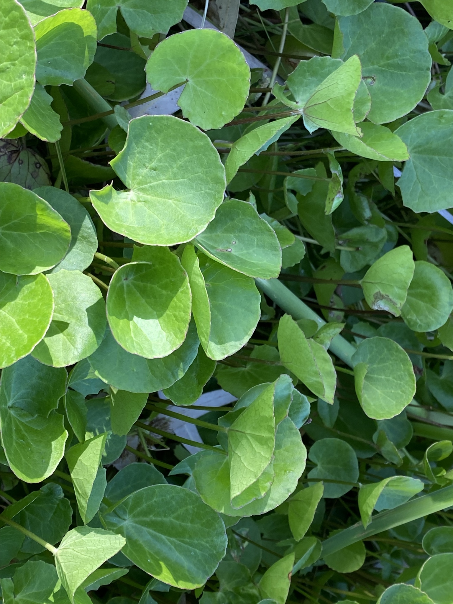 Imagem de Centella